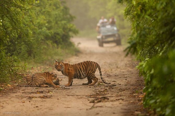 05 Days - Private Luxury Golden Triangle Tour with Ranthambore - Day 3: Two safari drives in Ranthambore