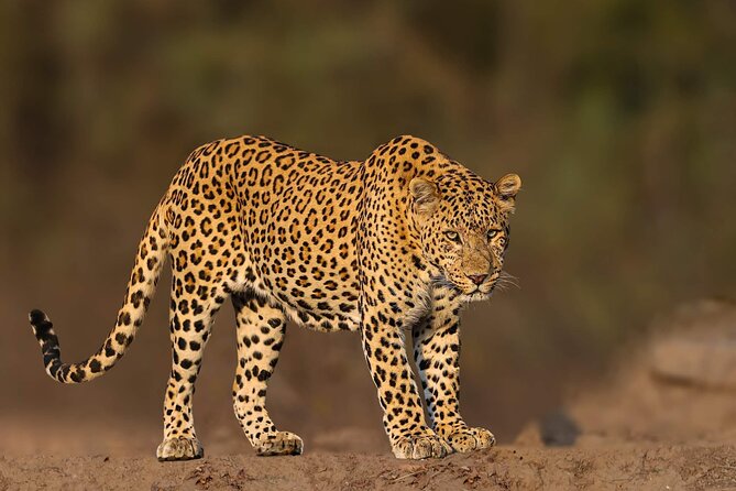 05 Days - Private Luxury Golden Triangle Tour with Ranthambore - Private service, hotel choices, and guide quality