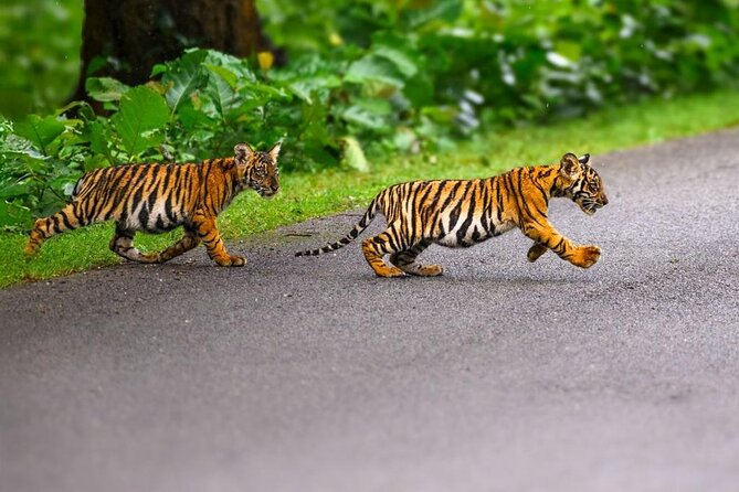 05 Days - Private Luxury Golden Triangle Tour with Ranthambore - What the $395.40 price really covers