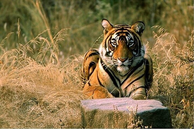 08 Days Golden Triangle Tour with Ranthambore and Jhalana Safari - Key points to know before booking
