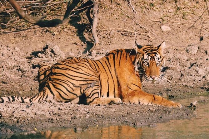 08 Days Golden Triangle Tour with Ranthambore and Jhalana Safari - Why this eight-day route works