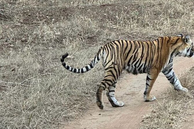 08 Days Golden Triangle Tour with Ranthambore and Jhalana Safari - Day 7: Jaipur’s forts, palaces, and astronomical tools