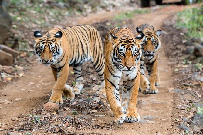 2-Day Ranthambore Safari with Sunrise view of Taj Mahal - Why this two-day route works from Delhi