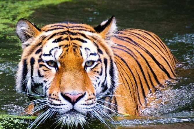 2-Day Ranthambore Safari with Sunrise view of Taj Mahal - The 4 AM drive to a Taj Mahal sunrise
