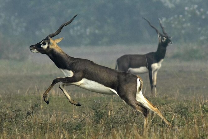 2-Day Ranthambore Safari with Sunrise view of Taj Mahal - What the $230 price really covers