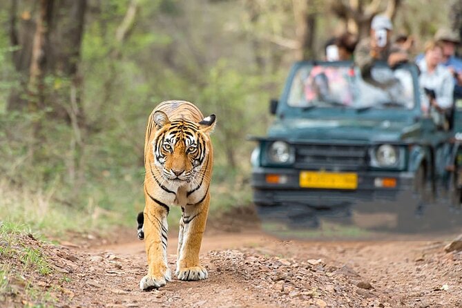 2-Day Ranthambore Safari with Sunrise view of Taj Mahal - Who will get the most from this tour