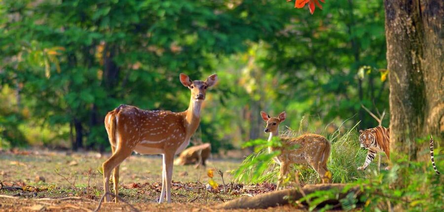 3- Day Jim Corbett National Park Tour - Key points to know before booking