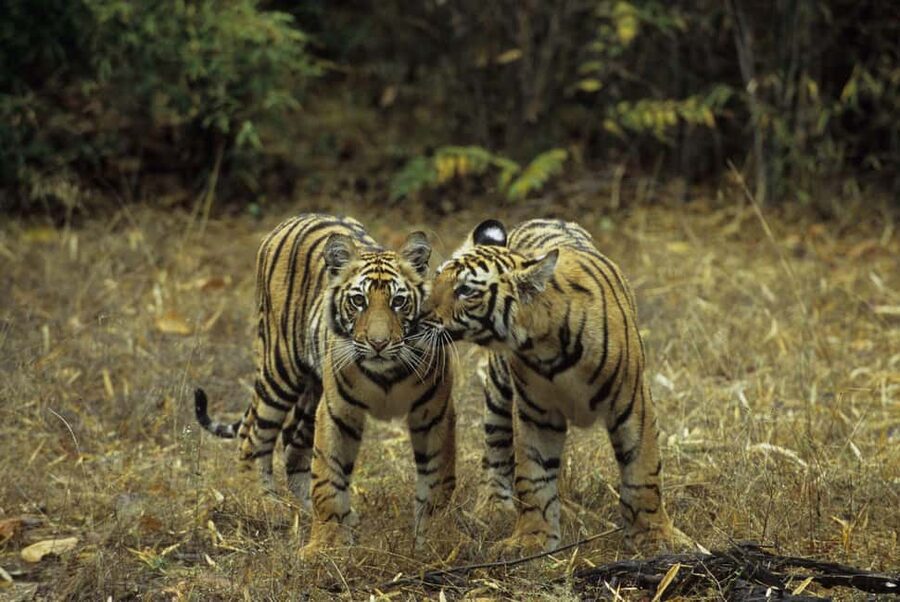 3- Day Jim Corbett National Park Tour - Two safaris, two very different forest moods