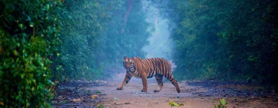 3- Day Jim Corbett National Park Tour - Day two: an early safari followed by two easy stops