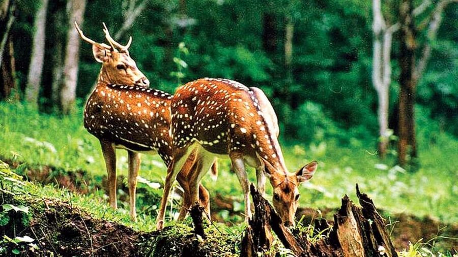 3- Day Jim Corbett National Park Tour - Day three: a long return to Delhi