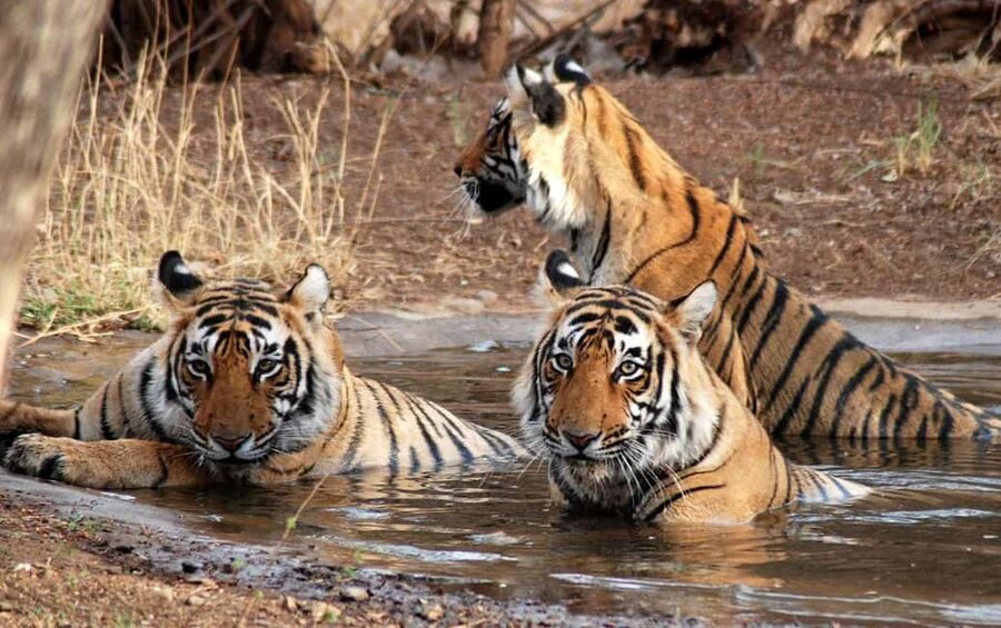 3- Day Jim Corbett National Park Tour - Day one: six hours from Delhi, then the afternoon forest
