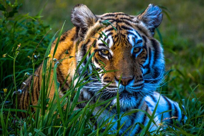 4 Day Golden Triangle Tour with Ranthambore Tiger Safari - Guides, hotels, and what the price includes
