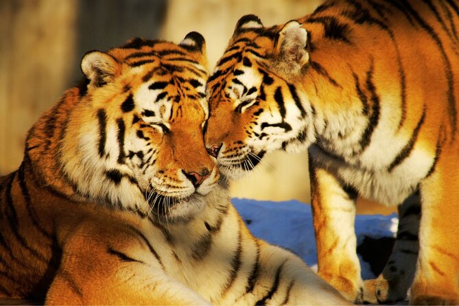 4 Day Golden Triangle Tour with Ranthambore Tiger Tour - Day one: Delhi’s grand avenues and old Mughal architecture