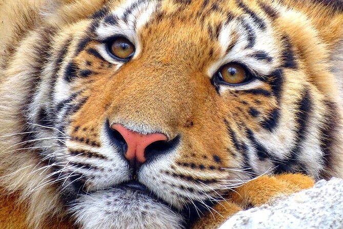 4 Day Golden Triangle with Ranthambore Tiger Safari Tour from Delhi - What the price really gives you
