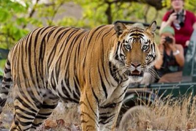 4-Day Private Delhi, Agra & Jaipur with Ranthambore Tiger Safari