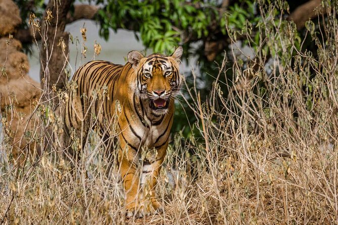 4-Day Private Ranthambhore Tiger Tour Including Delhi, Agra and Jaipur - Who Should Book This Four-Day Route