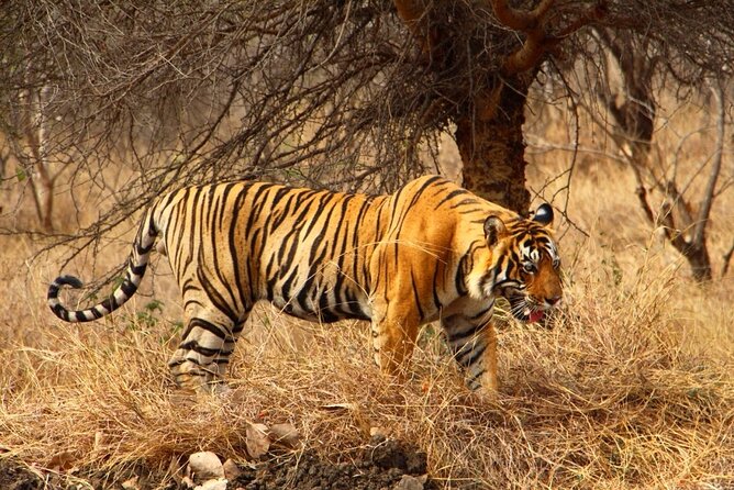 4-Day Private Ranthambhore Tiger Tour Including Delhi, Agra and Jaipur - Day Two: Sunrise at the Taj Mahal, Then Five Hours to Ranthambore