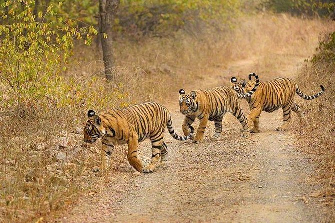 4-Day Ranthambore Tiger Safari Tour to Agra and Jaipur from Delhi - Day 3: Two chances to search for tigers