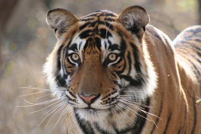 4-Day Ranthambore Tiger Safari Tour to Agra and Jaipur from Delhi - Day 2: Sunrise at the Taj Mahal and Agra Fort