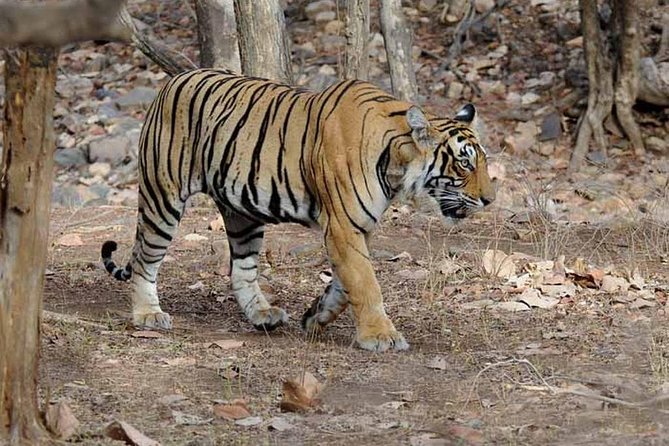 4 Days Golden Triangle Tour with Ranthambore from Delhi - Day three: a shared morning safari in Ranthambore