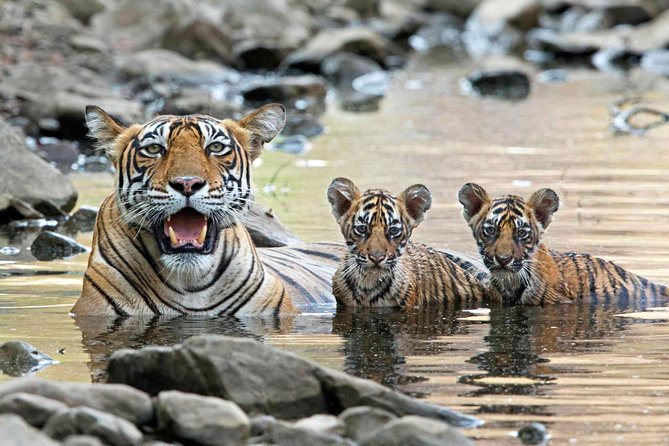 4 Days Golden Triangle Tour with Ranthambore from Delhi - Hotels, meals, and room arrangements