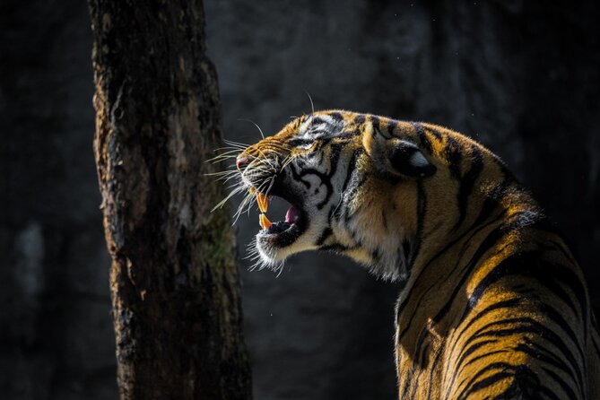 4-Days Golden Triangle Tour with Ranthambore Safari from Delhi - Key points to know before booking