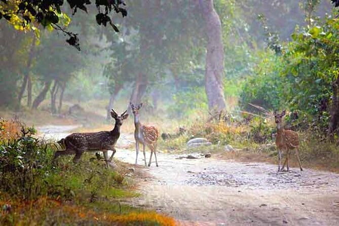 5-Day Golden Triangle Delhi Agra Jaipur Tour with Leopard Safari - Day five: Returning to Delhi