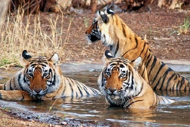 5-Day Private Delhi, Agra and Jaipur with Ranthambhore Tiger Tour From Delhi - Day 1: Delhi’s Mughal and colonial story