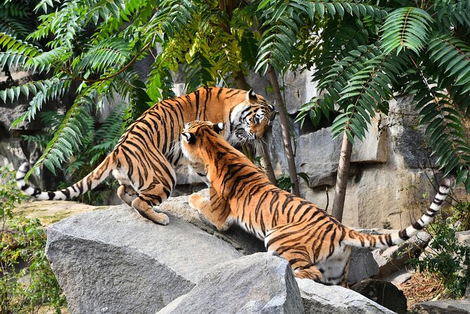 5 Days Golden Triangle Tour with Ranthambore(Delhi Agra Jaipur Ranthambore Tour) - Private comfort, with one shared exception