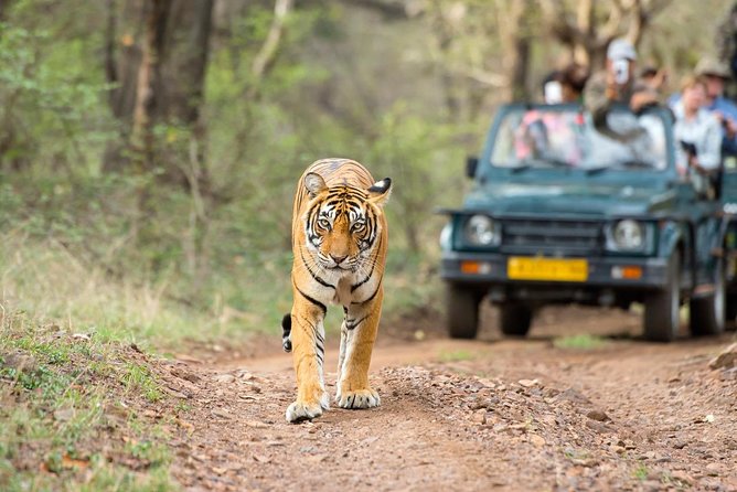 5 Days Golden Triangle Tour with Ranthambore India - Hotels, meals, and what is included