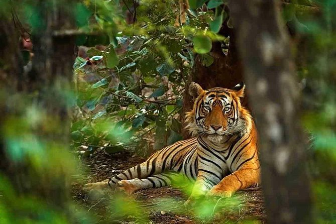 5 Days Golden Triangle Tour with Ranthambore Tiger Safari - Hotels, rooms and what is not included