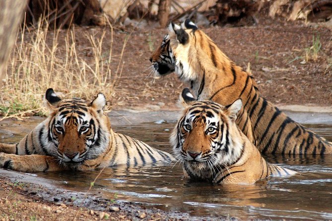 6 Days Golden Triangle Tour with Ranthambore: Delhi Agra Jaipur Ranthambore Tour - Delhi begins with towers, forts, and crowded history