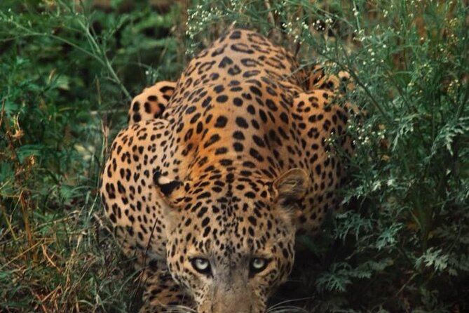 6-Days Golden Triangle Tour With Ranthambore & Jhalana Safari - Key points at a glance