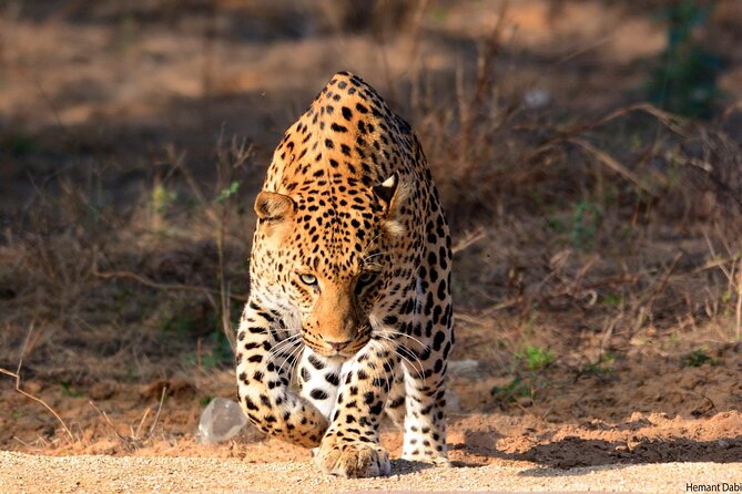6-Days Golden Triangle Tour With Ranthambore & Jhalana Safari - Day 1: Delhi monuments, Old Delhi, and the road to Agra