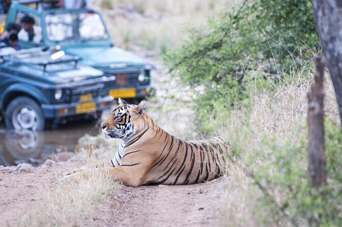 7-Day Golden Triangle & Ranthambore Tiger Safari from Delhi - Key points to know before booking