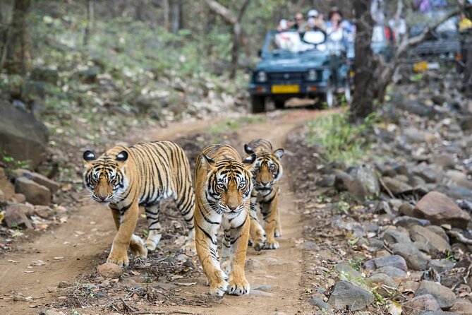 7-Day Golden Triangle Tour with Ranthambore Tiger Safari - Day 5: Ranthambore to Jaipur via Abhaneri