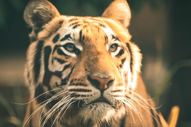 7 Day Golden Triangle Tour with Ranthambore Tiger Tour - Day 1: Old Delhi streets and New Delhi monuments