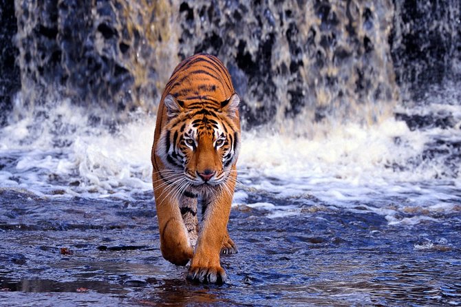 7 Day Golden Triangle Tour with Ranthambore Tiger Tour - Day 2: Agra Fort and the Taj Mahal from across the Yamuna