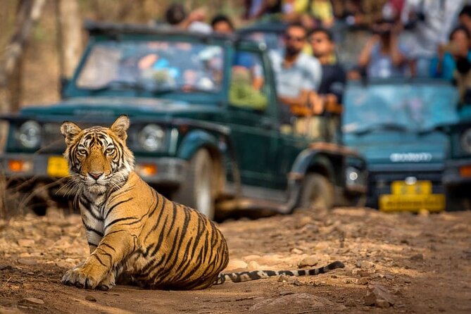 7 Days Golden Triangle Tour with Ranthambore & Varanasi Tour - Day 3: An early Ranthambore safari