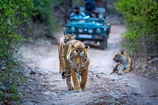 7 Days Golden Triangle Tour with Ranthambore & Varanasi Tour - Ranthambore adds a real wildlife gamble