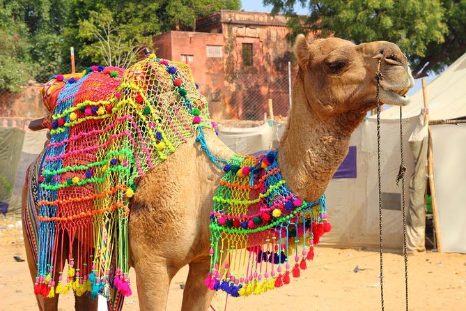7 - Days Private Golden Triangle Tour with Pushkar - Key points at a glance
