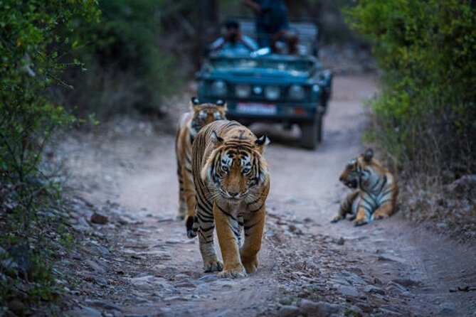 7 Days Ranthambore Tiger Safari and The Golden Triangle Tour - Day 3: Giving the Taj Mahal its proper moment