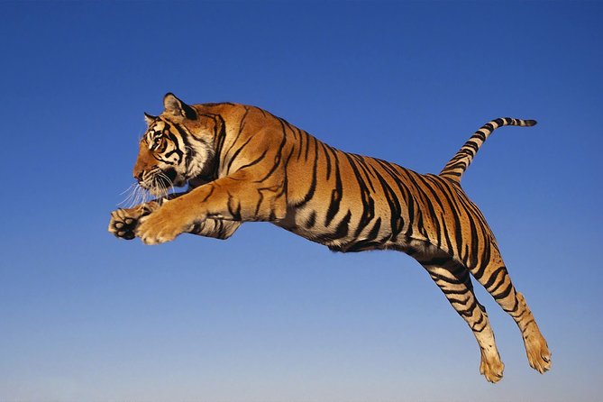 8 Day Golden Triangle Tour with Ranthambore {Taj , Tigers & More} - Day 5: Two safaris in Ranthambore National Park