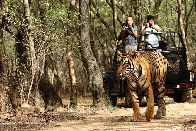 8-Day Private Golden Triangle Tour with a Ranthambore Wildlife Safari From Delhi - A strong first look at India’s Golden Triangle