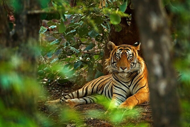 8-Day Private Golden Triangle Tour with a Ranthambore Wildlife Safari From Delhi - Day 2: Delhi’s Mughal core and grand avenues