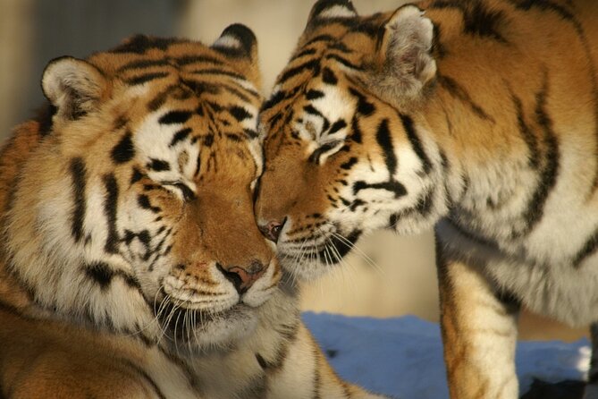 8 Days Golden Triangle Tour with Ranthambore Tiger Tour - Why the Taj Mahal and Ranthambore make a strong pair