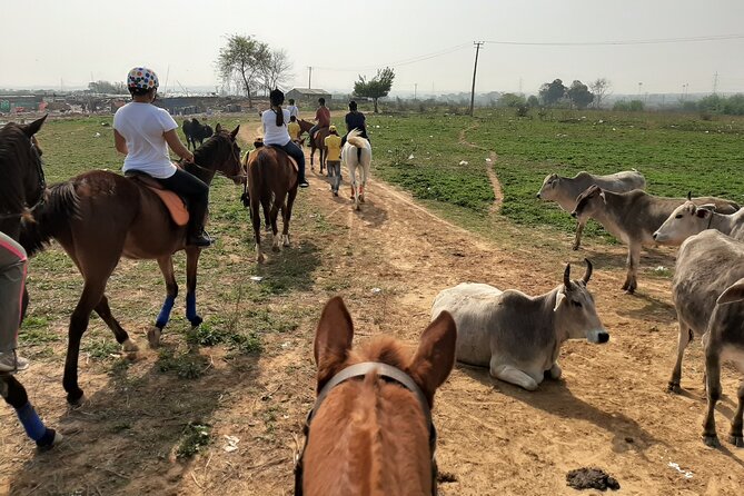 Aravali Trail Experience( Jungle Safari Forest area)- Horseback Riding - Leaving Gurgaon behind at 6 a.m.