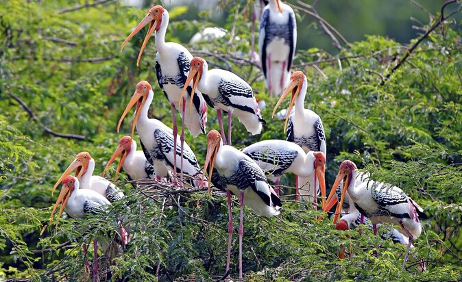 Bharatpur Bird watching & Wildlife from Delhi - Key points at a glance