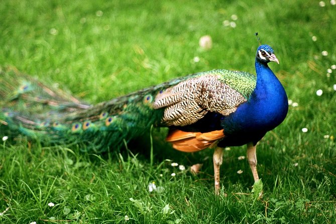 Bharatpur Bird watching & Wildlife from Delhi - Leaving Delhi at 6:30 am