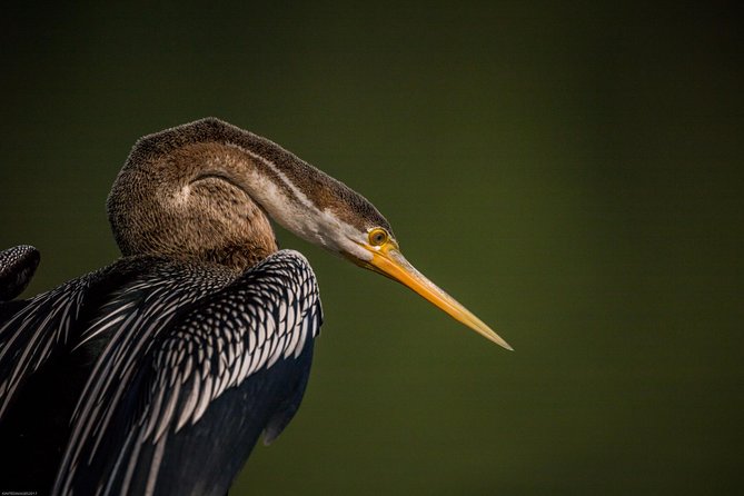 Bharatpur Bird watching & Wildlife from Delhi - Lunch and the return to Delhi